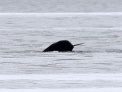05A A Narwhal Whale Raises Its Tusk Out Of The Water On Day 2 Of Floe Edge Adventure Nunavut Canada